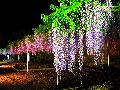 紫藤花