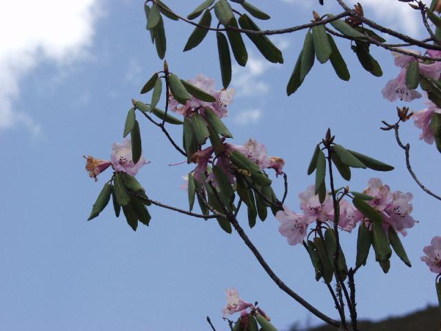 04高山杜鵑