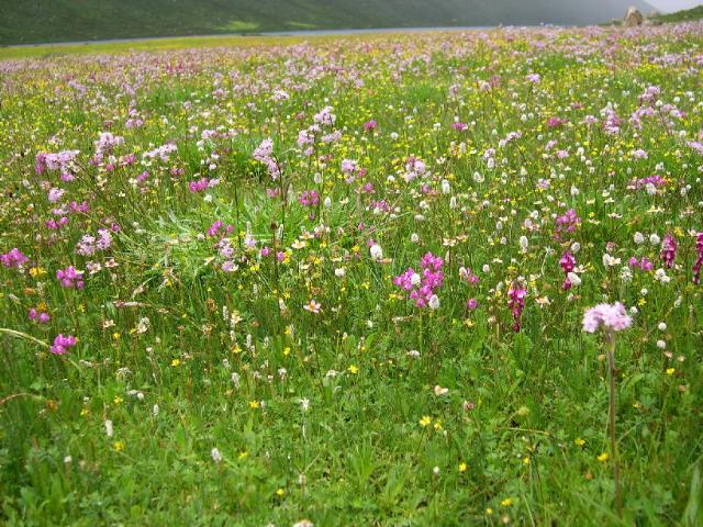 06.雨中花兒也很嬌艷
